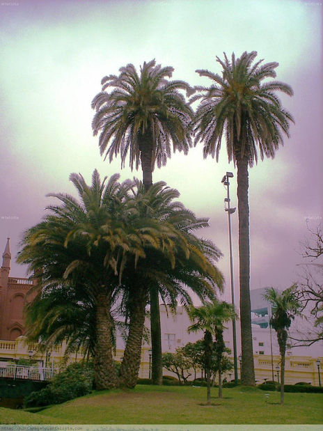 Palmeras