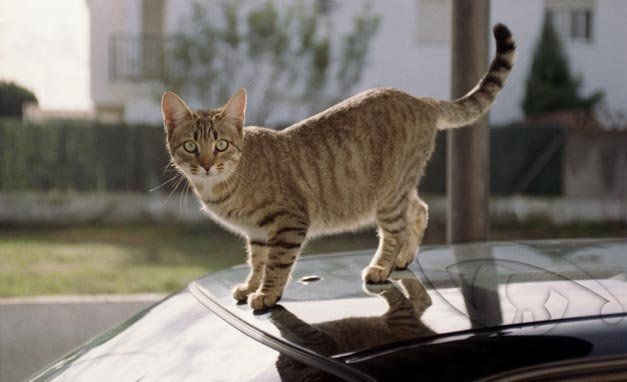 Una gata sorprendida año 2003