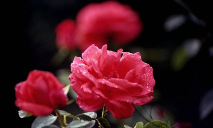 Rosas recubierta de...