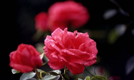 Rosas recubierta de...