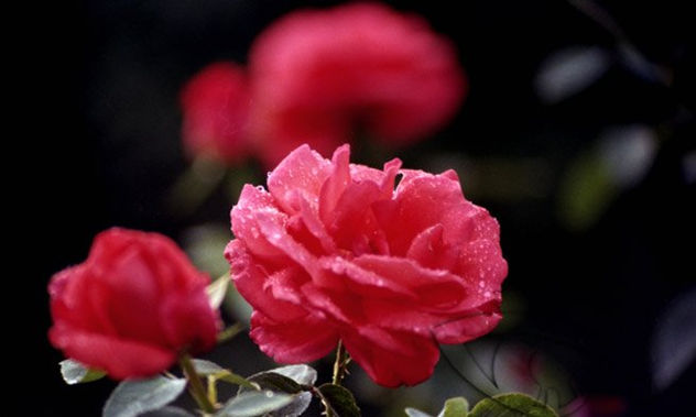 Rosas recubierta de gotas de agua condensadas