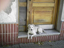 Perro en la puerta