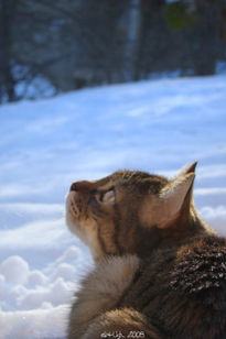 Gato y Blanco