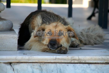 Perro