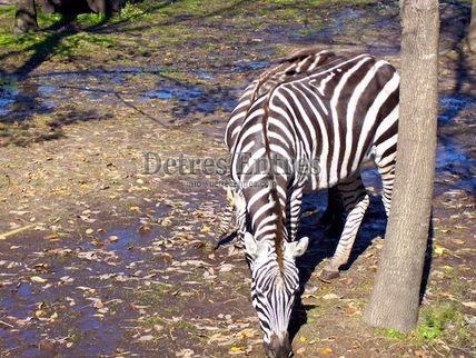Zebra