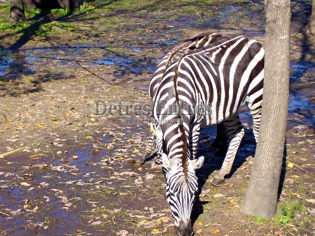 Zebra