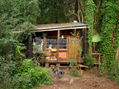 Perro, casa en el bosque, casa