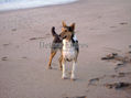 Perro en la playa