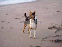 Perro en la playa