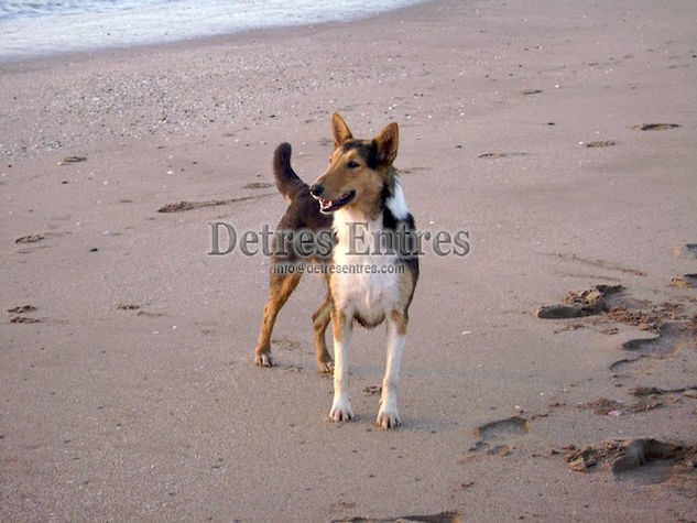 Perro en la playa Architecture and Interiorism Black and White (Digital)