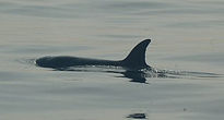 Paso de Orcas