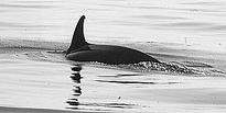 Paso de Orcas