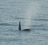 Paso de Orcas