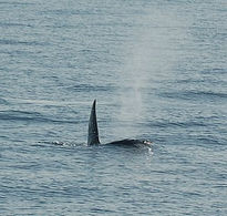 Paso de Orcas