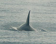 Paso de Orcas