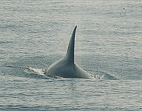 Paso de Orcas