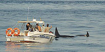 Paso de Orcas