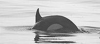 Paso de Orcas