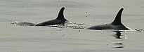 El Paso de Orcas