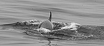 Paso de Orcas