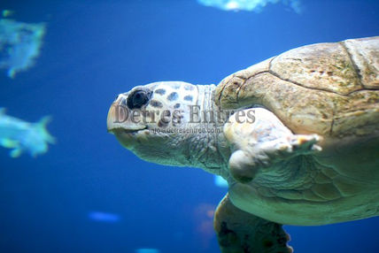Tortuga