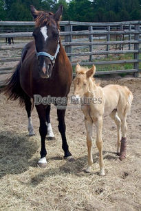 Caballo con potrilllo