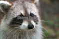 Mapache