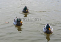 Patos