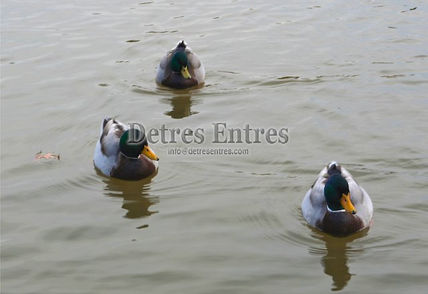 Patos