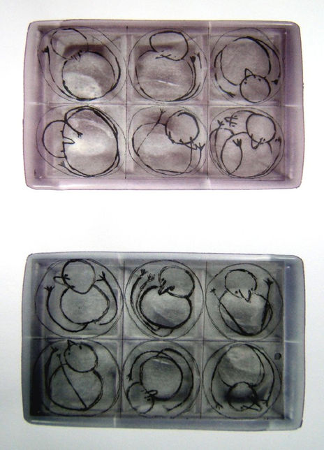 Huevos frescos