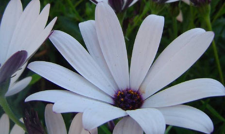 Primavera