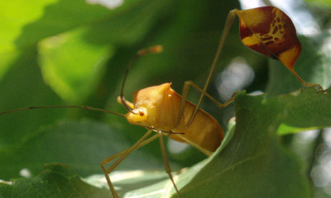 Insectos