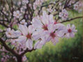 flores de almendro