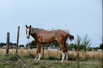 Caballo