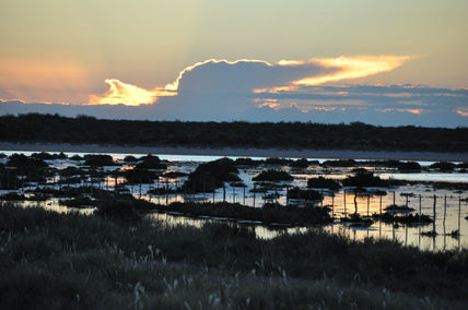 Laguna