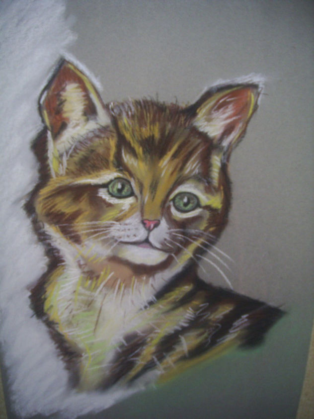 gato