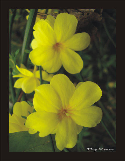 Amarillas