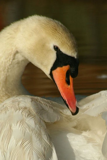 Cisne Retrato Color (Digital)