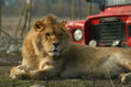 El Leon