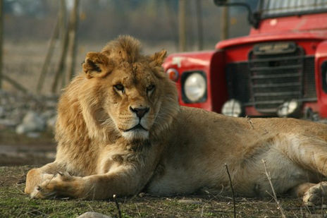 El Leon