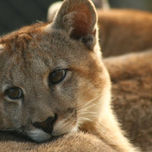 Animal thumbnail 2