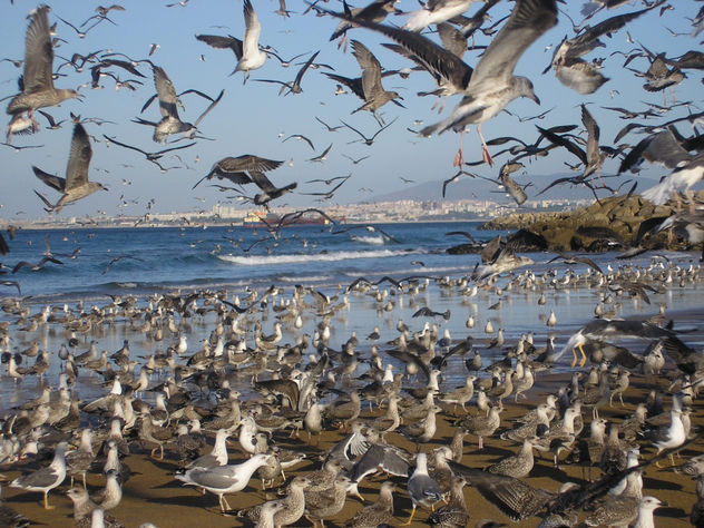 gaivotas