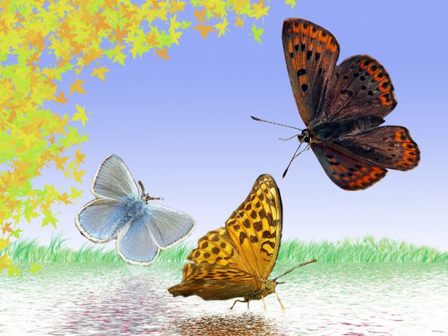 Mariposas 