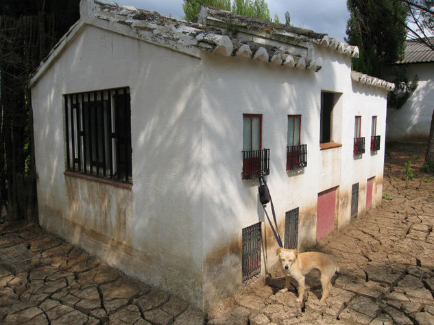 Casa y perro 