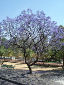 Jacarandas