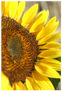 girasol