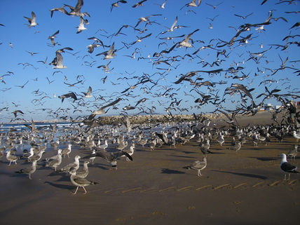 Gaivotas