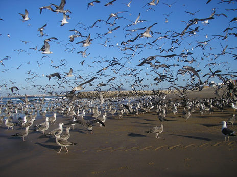 Gaivotas