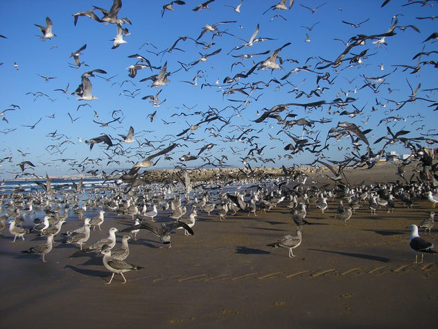Gaivotas