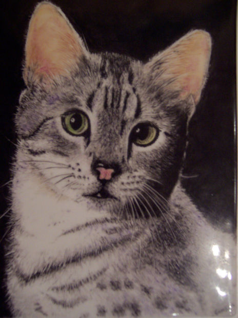 "il mio gatto" (my...